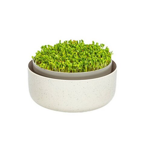 Plastia Microgreens