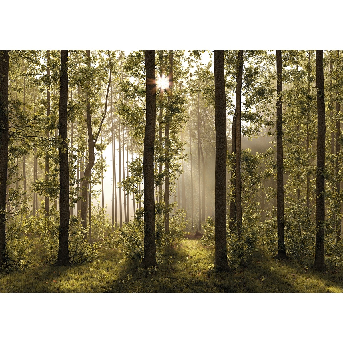 Fototapeta XXL Forest 360 x 254 cm